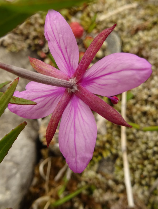 Chamaenerion fleischeri - Onagraceae